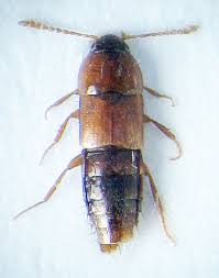 Attēlu rezultāti vaicājumam “Tachyporus sp.”