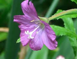 Attēlu rezultāti vaicājumam “Epilobium hirsutum flower”