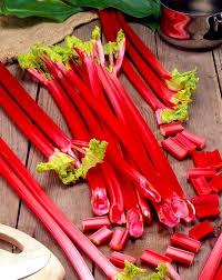 Attēlu rezultāti vaicājumam “Rheum rhabarbarum”