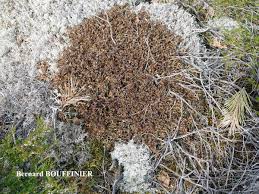 Attēlu rezultāti vaicājumam “Cetraria ericetorum”