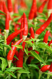 Afbeeldingsresultaat voor red fratali hot pepper