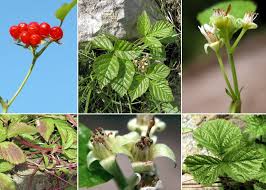 Attēlu rezultāti vaicājumam “Rubus saxatilis”
