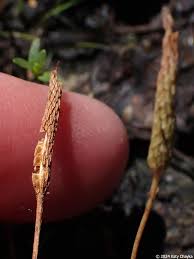 Attēlu rezultāti vaicājumam “Myosurus minimus flower”