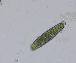 Attēlu rezultāti vaicājumam “Zygodon rupestris”