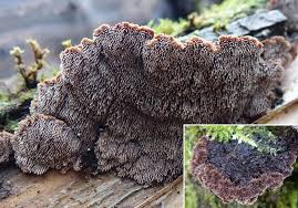 Attēlu rezultāti vaicājumam “Gloiodon strigosus”