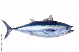 Image result for Thunnus thynnus