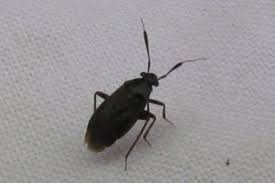 Attēlu rezultāti vaicājumam “Capsus ater imago”