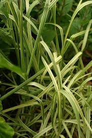 Attēlu rezultāti vaicājumam “Glyceria maxima leaf”