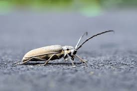 Attēlu rezultāti vaicājumam “Paracorymbia maculicornis imago”