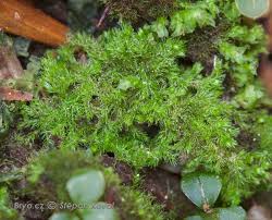 Attēlu rezultāti vaicājumam “Blepharostoma trichophyllum”