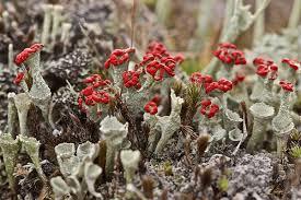 Attēlu rezultāti vaicājumam “Cladonia coccifera”