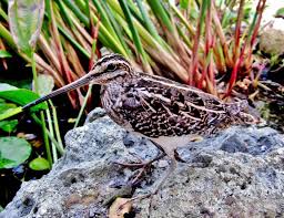 Attēlu rezultāti vaicājumam “Gallinago gallinago eggs”