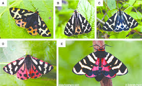 Attēlu rezultāti vaicājumam “Parasemia plantaginis female”