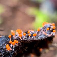 Attēlu rezultāti vaicājumam “Hemitrichia decipiens macro”