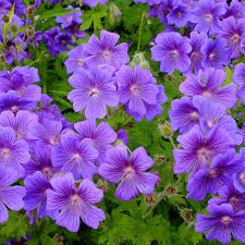 Image result for Geranium `Purple Haze`