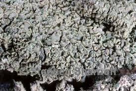 Attēlu rezultāti vaicājumam “Hypocenomyce scalaris”