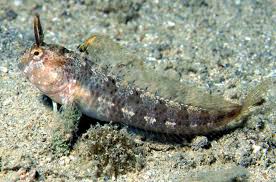 Image result for Chelon saliens