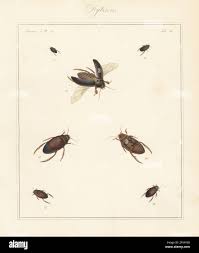 Attēlu rezultāti vaicājumam “Colymbetes striatus”