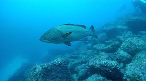 Image result for Mycteroperca olfax