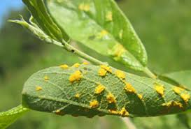 Attēlu rezultāti vaicājumam “Melampsora epitea”