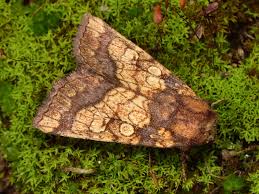 Attēlu rezultāti vaicājumam “Gortyna flavago”