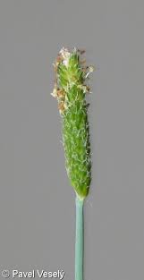 Attēlu rezultāti vaicājumam “Alopecurus aequalis flower”