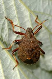 Attēlu rezultāti vaicājumam “Picromerus bidens”