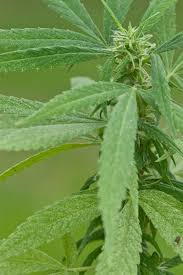 Attēlu rezultāti vaicājumam “Cannabis sativa”