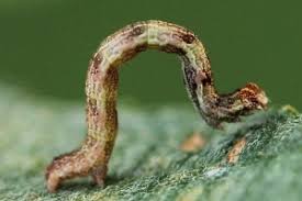 Attēlu rezultāti vaicājumam “Cyclophora pendularia”