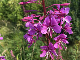 Attēlu rezultāti vaicājumam “Onagraceae”