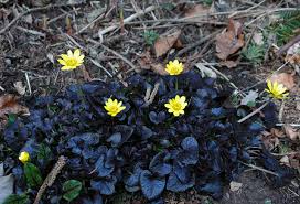 Attēlu rezultāti vaicājumam “Ficaria verna flower”