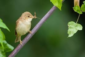 Attēlu rezultāti vaicājumam “Acrocephalus dumetorum”