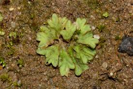 Attēlu rezultāti vaicājumam “Riccia sorocarpa”