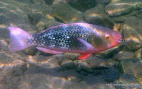Image result for Scarus rubroviolaceus