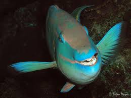 Image result for Sparisoma viride