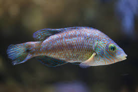 Image result for Symphodus melops