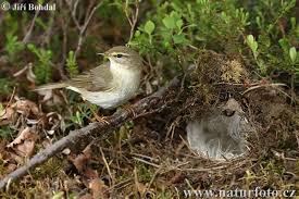 Attēlu rezultāti vaicājumam “Phylloscopus trochilus nest”