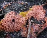 Attēlu rezultāti vaicājumam “Fuligo septica var. rufa”