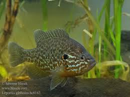 Image result for Lepomis gibbosus