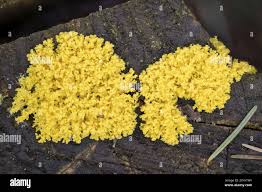 Attēlu rezultāti vaicājumam “Fuligo septica cf. rufa”