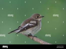 Attēlu rezultāti vaicājumam “Ficedula hypoleuca juvenile”