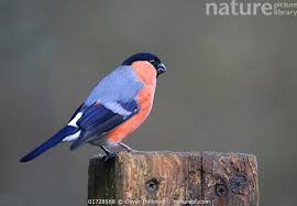 Attēlu rezultāti vaicājumam “Pyrrhula pyrrhula male”