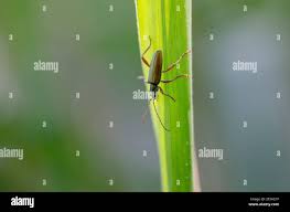 Attēlu rezultāti vaicājumam “Donacia clavipes”