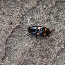 Attēlu rezultāti vaicājumam “Glischrochilus hortensis”