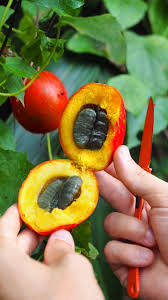 Attēlu rezultāti vaicājumam “Trichophorum alpinum fruit”