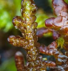 Attēlu rezultāti vaicājumam “Frullania tamarisci”