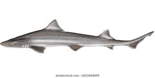 Image result for Mustelus antarcticus