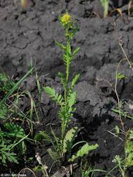 Attēlu rezultāti vaicājumam “Rorippa palustris flower”