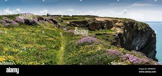 Attēlu rezultāti vaicājumam “Anthyllis maritima flower”