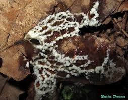 Attēlu rezultāti vaicājumam “Physarum bivalve”